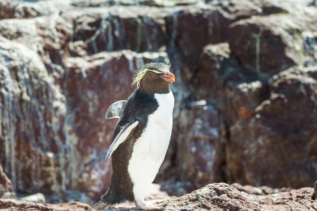 Rockhopper