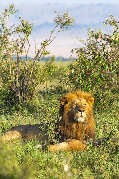 Roi du Masaï Mara Lion Kenya Afrique