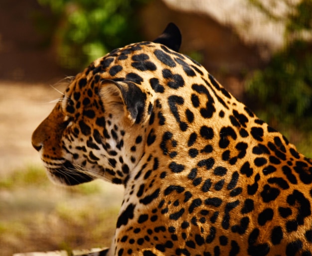 Le roi de la jungle jaguar sommeille doucement sur des pierres chaudes