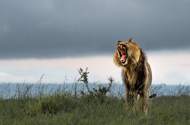 Photo le roi lion appelait ses femelles m