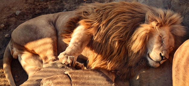 Le roi lion fort et grand dort au soleil après son repas du matin