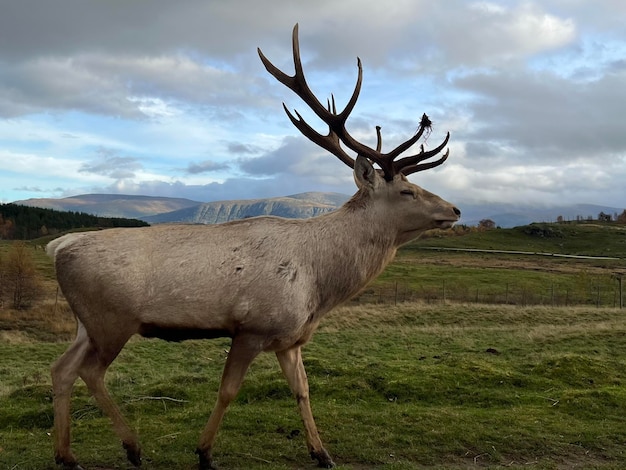 Le roi des montagnes .