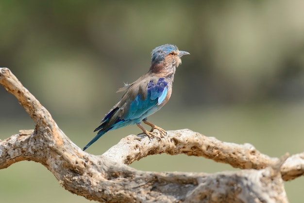 Roller indien bleu sur une branche morte