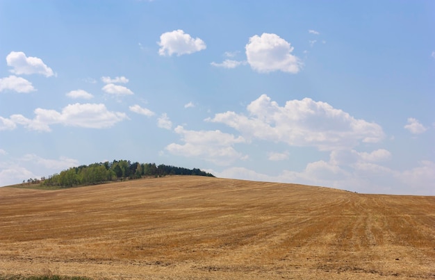 Rolling Farm Hills de champs de blé aux beaux jours d'été