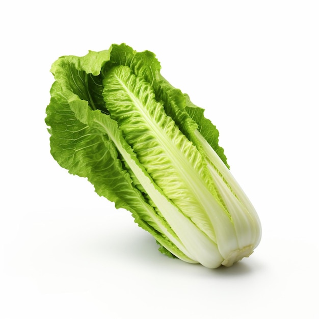 Romaine avec fond blanc haute qualité ultra hd