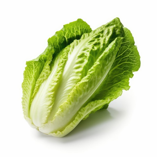 Romaine isolée sur fond blanc AI générative