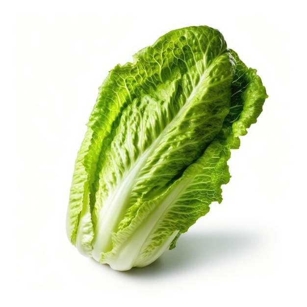 Romaine isolée sur fond blanc AI générative