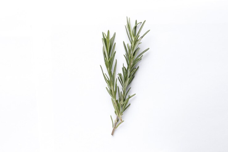 Romarin vert frais isolé sur fond blanc