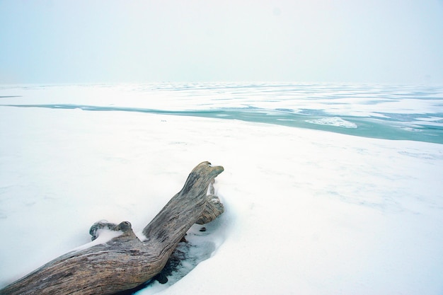 Un rondin de bois texturé se trouve sur la plage enneigée du golfe de Finlande en hiver