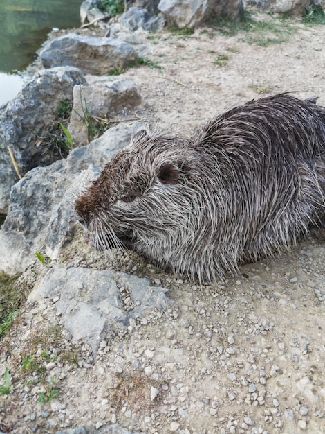 Un rongeur ragondin dans un parc près de la ville de Yalta Crimée 2021