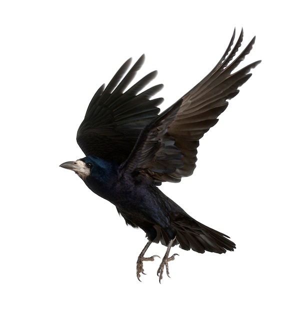 Rook, Corvus frugilegus, 3 ans, volant contre une surface blanche