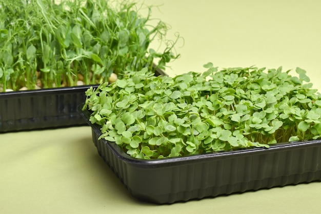 Roquette et pois dans un récipient en plastique sur fond vert