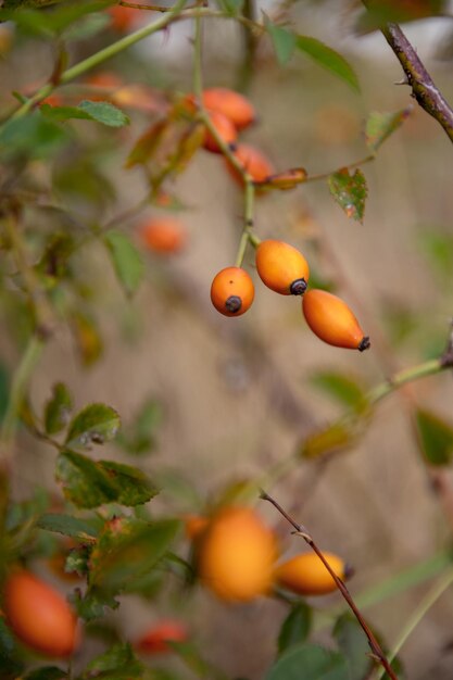 Rosa Canina ou fruit rouge de rose musquée