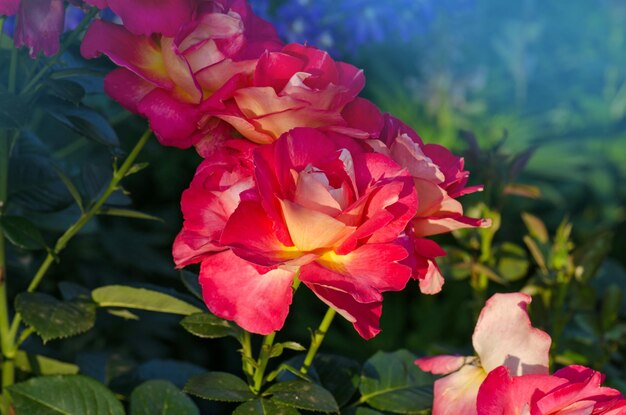 Rosa à fleurs rouges Blooming red rose Une belle fleur bicolore