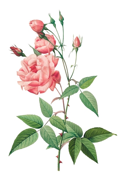 Rosa gallica est transparente png