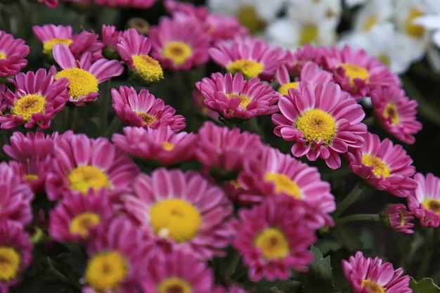 Rosa Margeriten Blüte, fleurs de marguerites roses