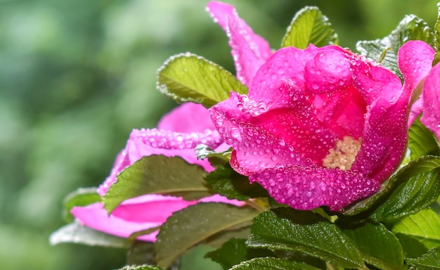 Rosa rugosa RubraBelles fleurs d'églantier décoratif et de gouttes de rosée