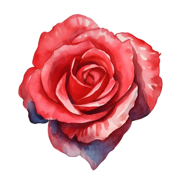 Rose aquarelle illustration clip art png graphique