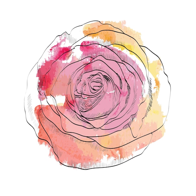 Photo rose aquarelle