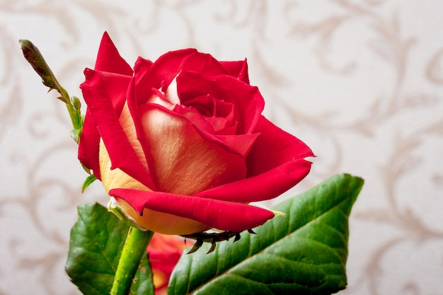 Rose attrayante rouge dans une pièce sur fond de papier peint