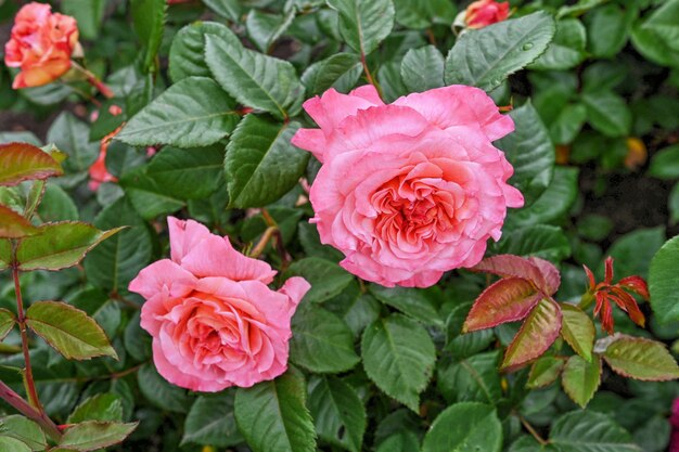 Rose augusta luise rose sur fond de feuilles vertes