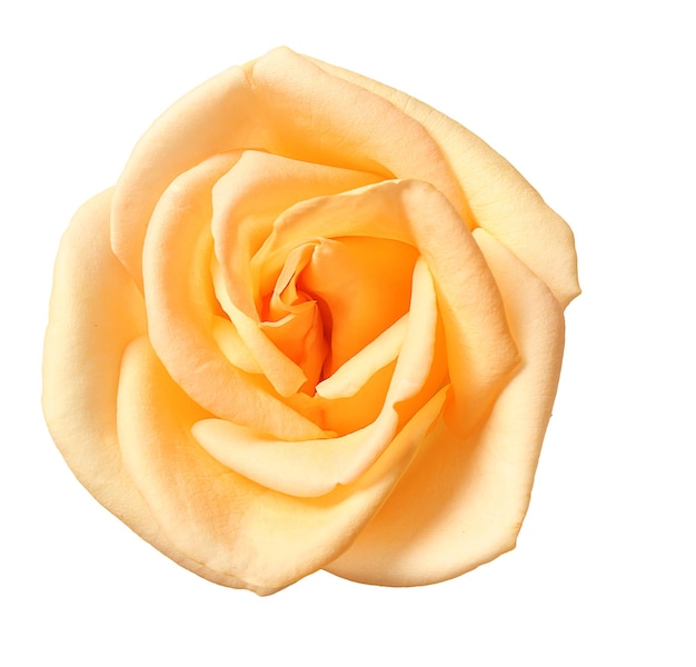 Rose beige sur fond blanc