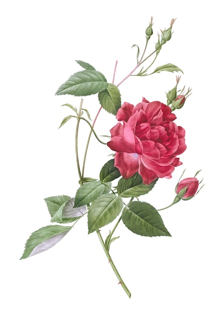 Une rose de Bengale rouge sang vintage transparente en png