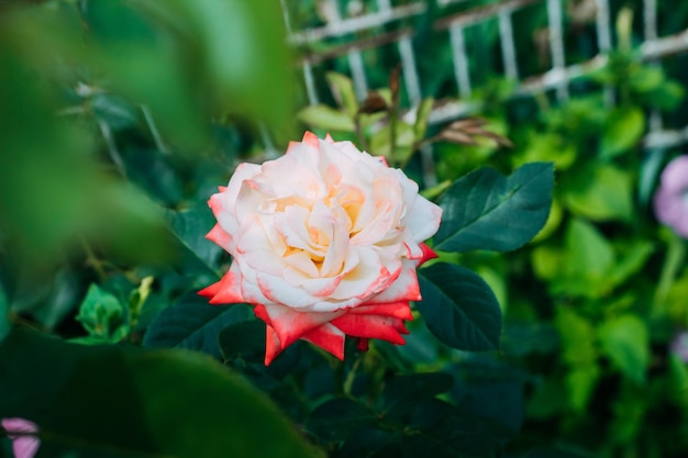 Rose blanche bicolore avec du rouge dans le jardin sur fond vert. vue d'en-haut. espace pour le texte