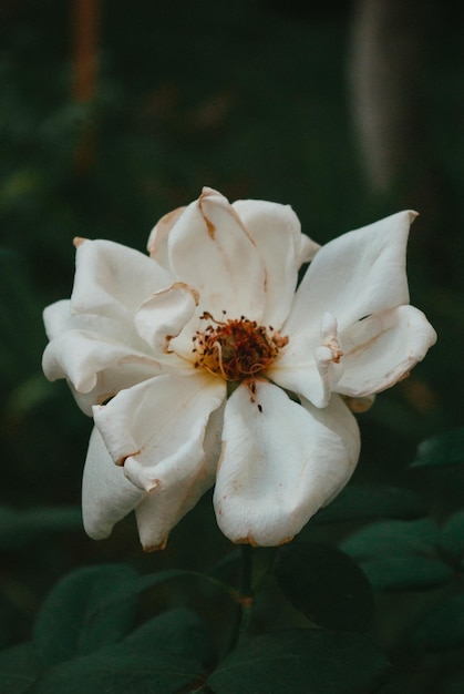 une rose blanche avec un centre brun.