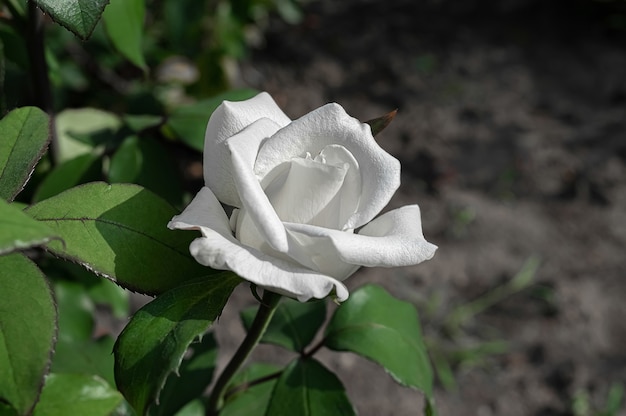 Rose blanche dans le jardin d'été.