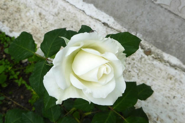 Rose blanche délicate dans le jardin