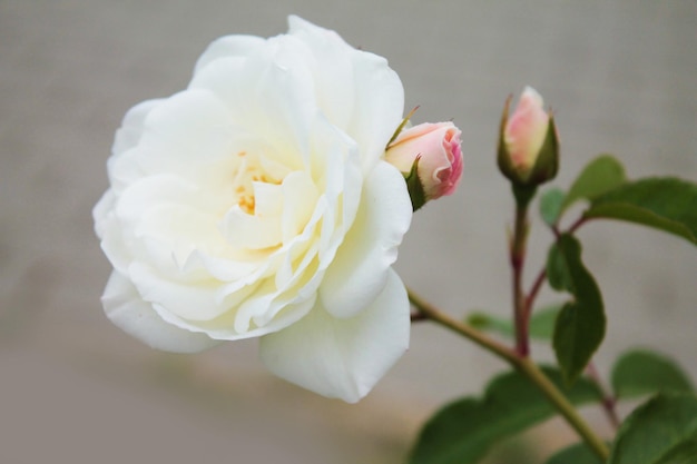 La rose blanche délicate s'exhibe dans le vent