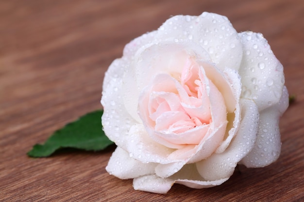 Rose blanche avec feuille sur une surface en bois