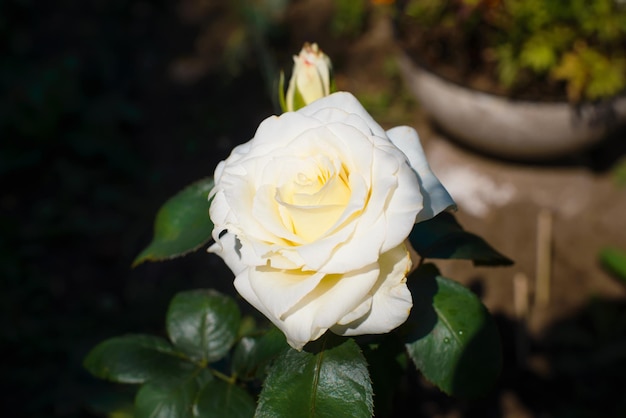 Rose blanche en fleurs dans le jardin par une journée ensoleillée à l'extérieur Gros plan sur une belle fleur au printemps