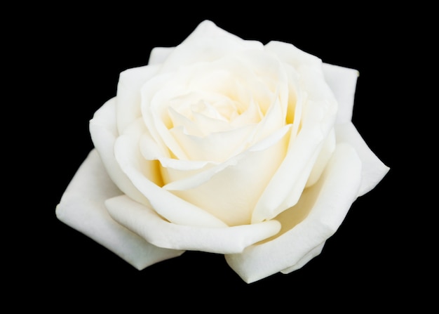 Photo rose blanche sur fond noir