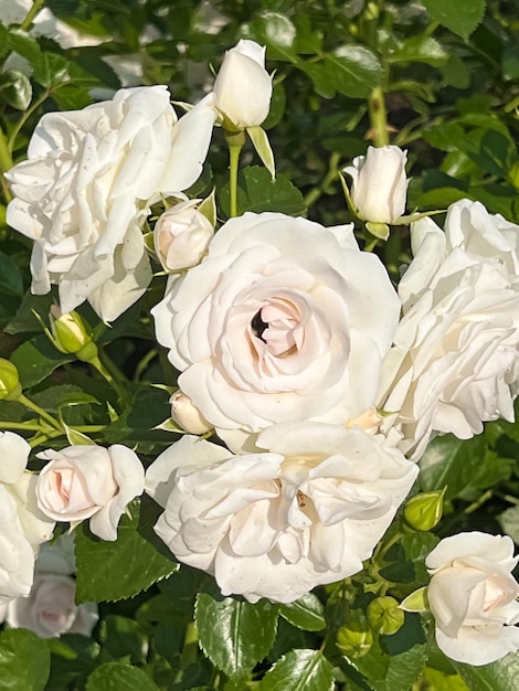 Une rose blanche avec un insecte dessus