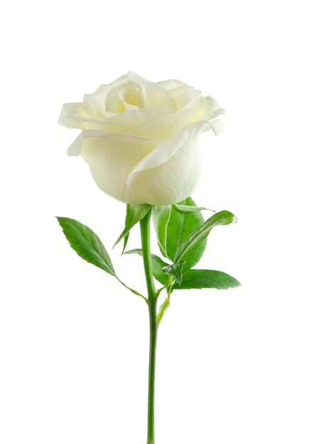 Rose blanche isolée sur blanc