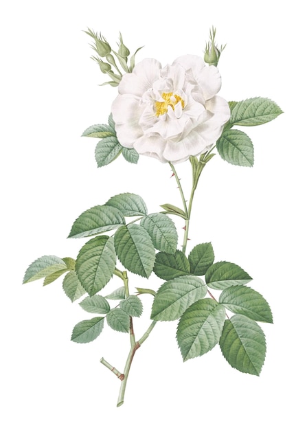 Une rose blanche ordinaire vintage transparente png