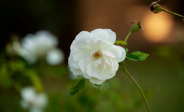 Rose blanche en pleine floraison dans le jardin d'Afrique du Sud