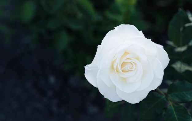 Rose blanche pousse dans le jardin