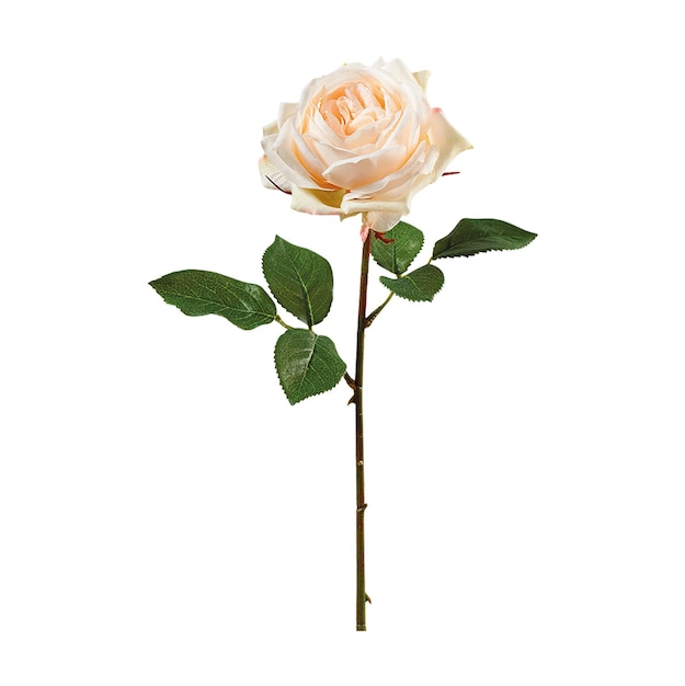 une rose blanche avec une tige verte et un fond blanc.