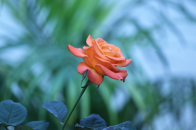 rose sur bleu nature floue