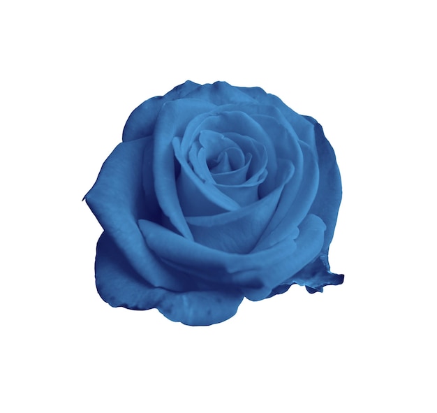 Rose bleuet