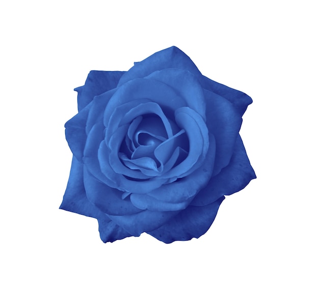 Rose bleuet