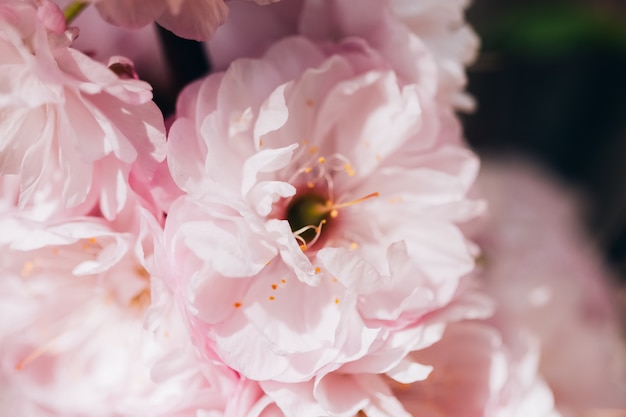 Rose bourgeon d&#39;amande closeup