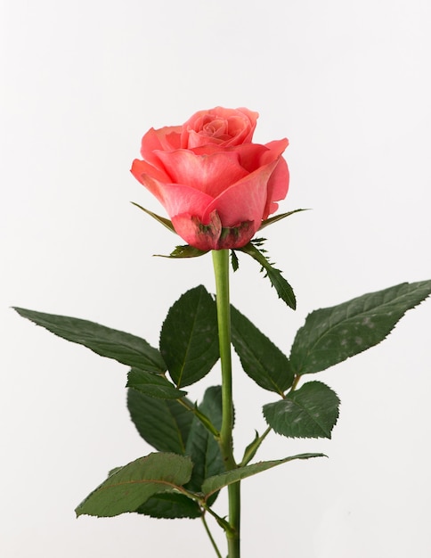 Rose brute et non traitée sur fond blanc
