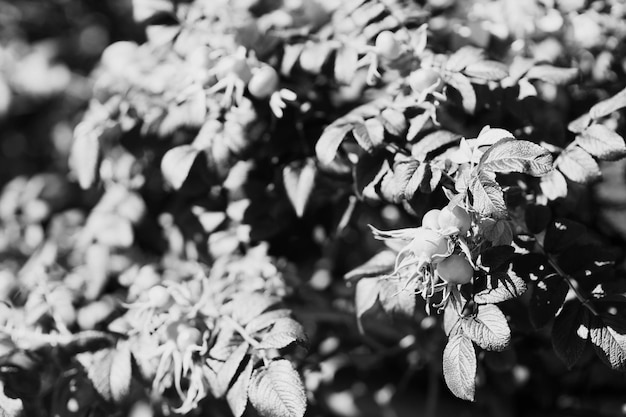 Rose de chien noir et blanc fond hd