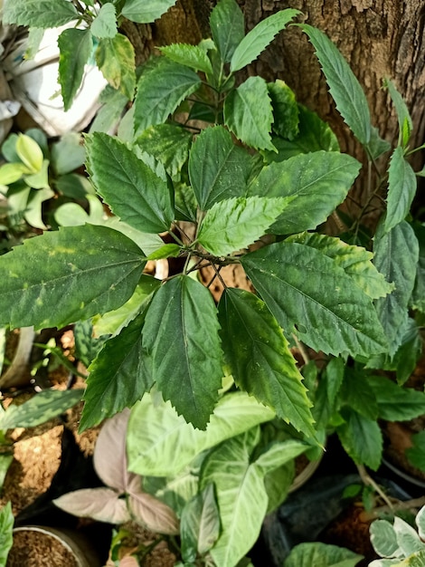 Une rose de Chine aux feuilles vertes