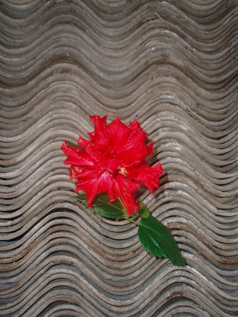 Rose de Chine sur fond de béton fleurs d'hibiscus rouge