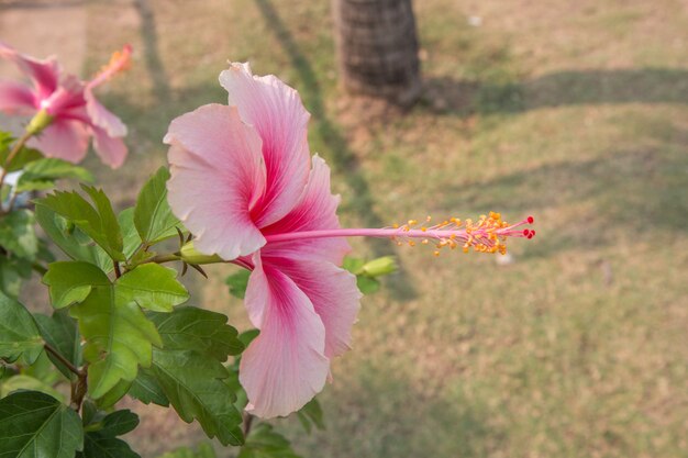 Rose chinois rose dans le jardin